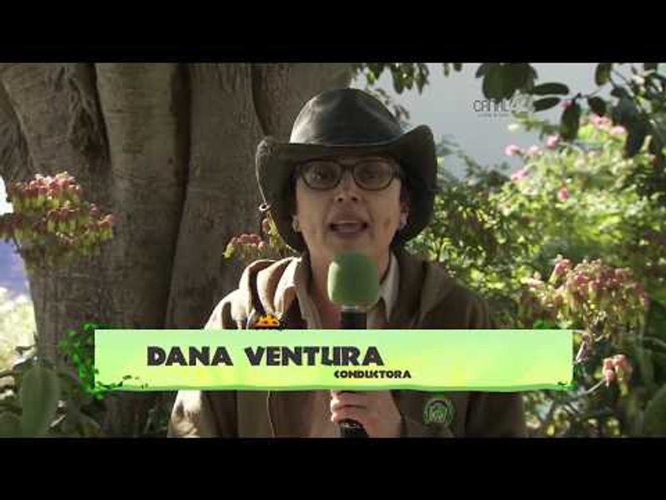 Desde el Zoológico: Crías de pinguinos