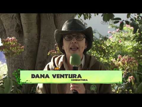 Desde el Zoológico: Crías de pinguinos