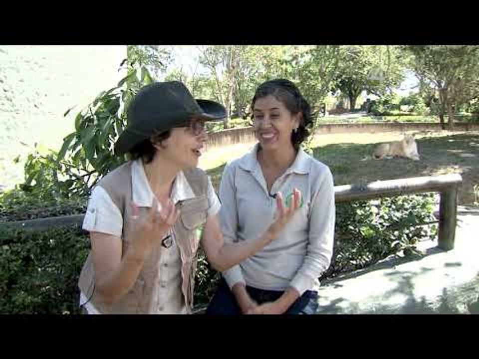 Desde el Zoológico: ¡Vámonos a visitar al rey de la selva, el león!