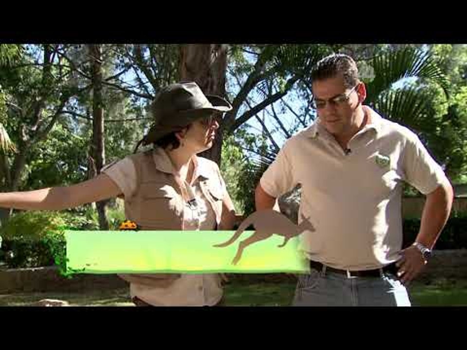 Desde el Zoológico: ¡Ya nacieron las nuevas crías de tortuga!