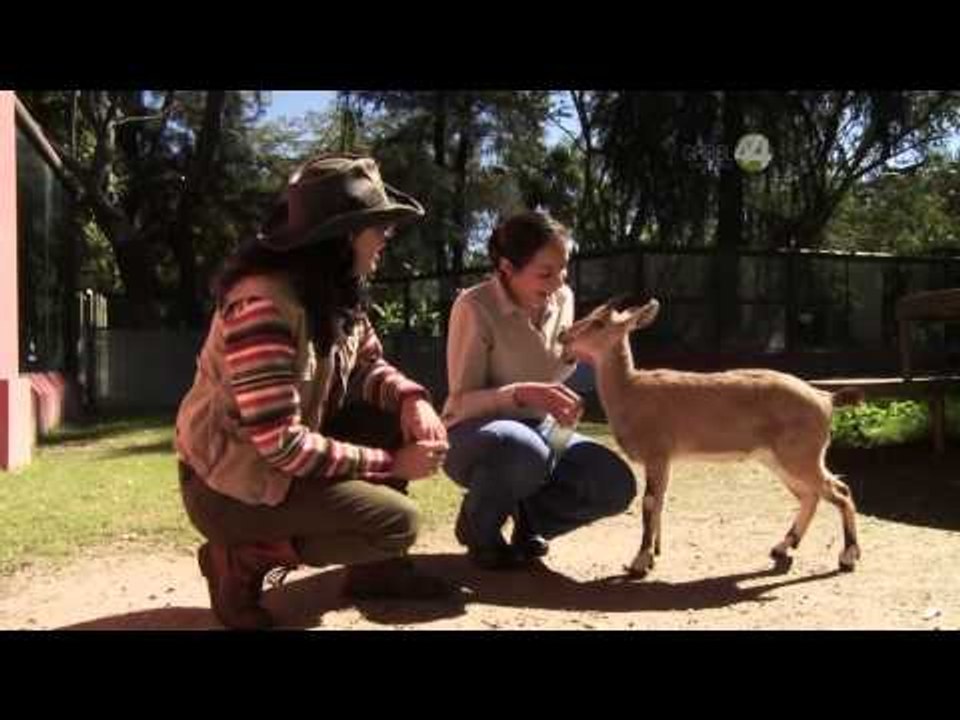 Desde el Zoológico: Nuevas Especies