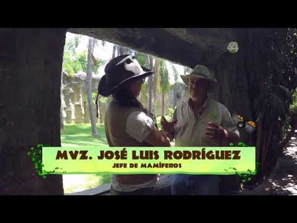 Desde el Zoológico: Safari en el Zoo GDL