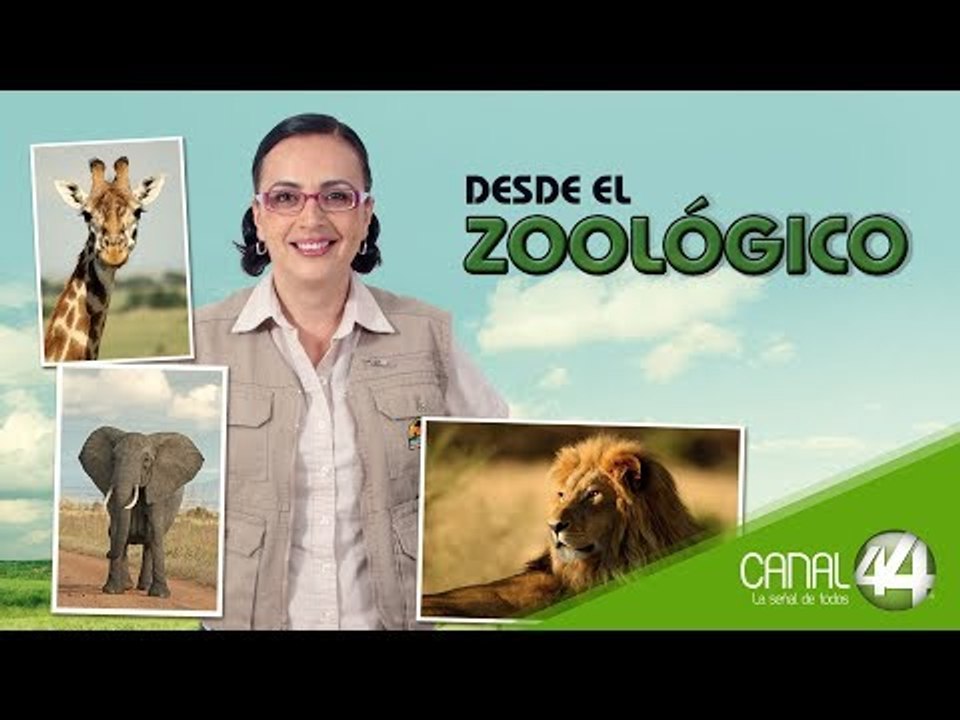 Desde el Zoológico | Especial de Año Nuevo 2019