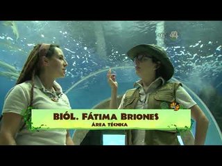 Desde el Zoológico: Paquidermos