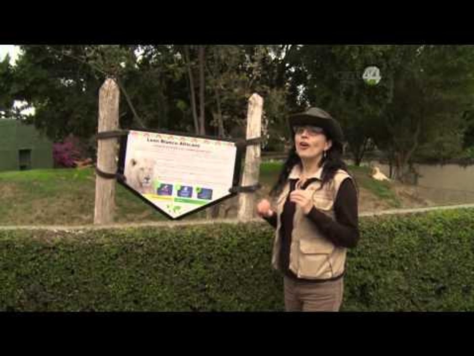 Desde el Zoológico: Leones del Zoológico