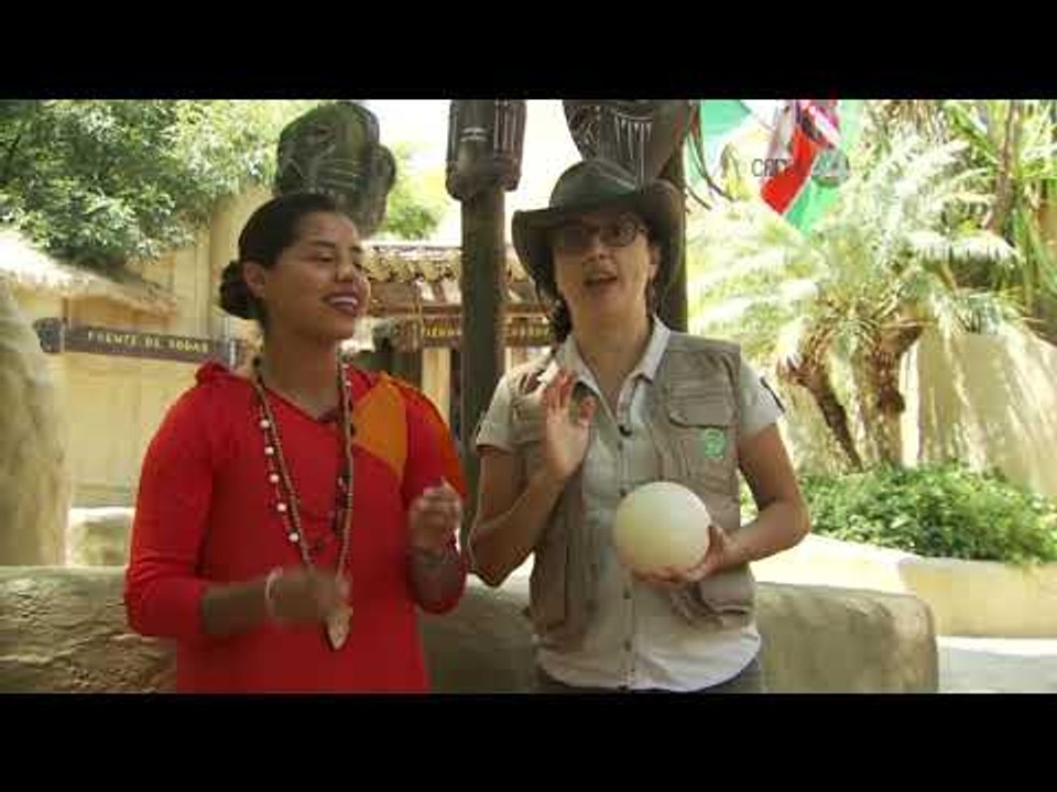 Desde el Zoológico: Ratites, los aves más rápidas del mundo animal