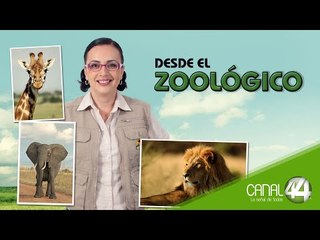 Desde el Zoológico | Albergues compartidos