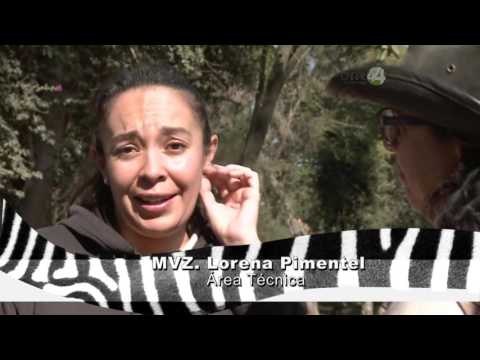 Desde el Zoológico: Vacas y animales de rancho