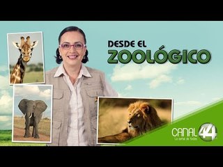 Desde el Zoológico | Manejo del cocodrilo