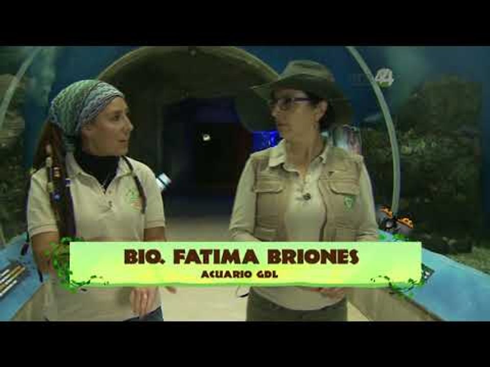 Desde el Zoológico: Zoológico nocturno