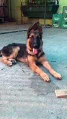 Squeaky Sound Causes Confused Face