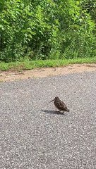 Bird Busts Out Some Sweet Moves