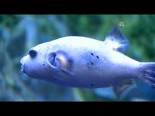 Desde el Zoológico:  Kiboko Bwawa, lugar de hipopótamos