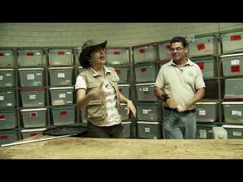 Desde el Zoológico: ¿Cómo curan a las tortugas?