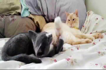 MVGEN: Lowrentz : We are the catspion !