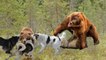 Mother Bear Protect Baby Escape The Wolf Hunting - Animals Save Another Animals