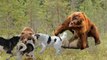 Mother Bear Protect Baby Escape The Wolf Hunting - Animals Save Another Animals