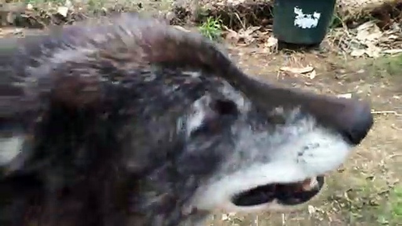 Ce loup adore les grattouilles dans le dos...