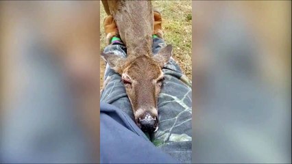 Download Video: Cette biche vient se coucher sur les genoux d'un visiteur du parc... Trop mignon