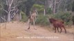 Un kangourou se retrouve face à un ennemi plutôt inhabituel