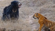 Big Battle - Tiger Vs Bear - Tiger Hunting Bear