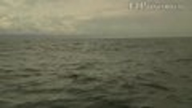 Video: vea de cerca el avistamiento de ballenas en el oceáno Pacífico