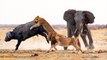 Hero Elephant Save Buffalo From Lion's Hunting - Elephant Vs Lion - Animals Save Another Animals