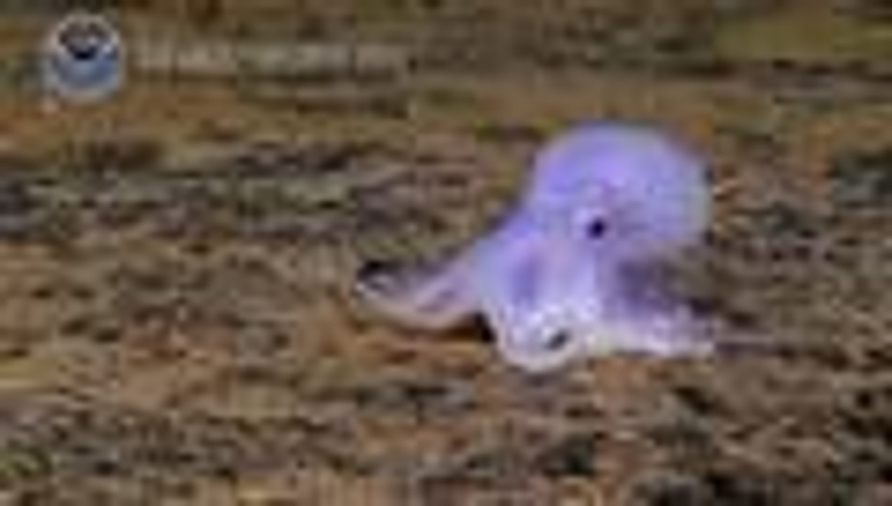 Pulpo Cásper