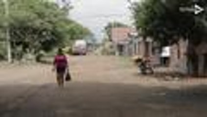 Samanes del Cauca