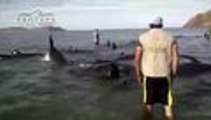 Mueren 24 ballenas al quedar varadas en playa mexicana