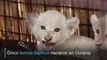 Cinco cachorros de león blanco presentados en Ucrania
