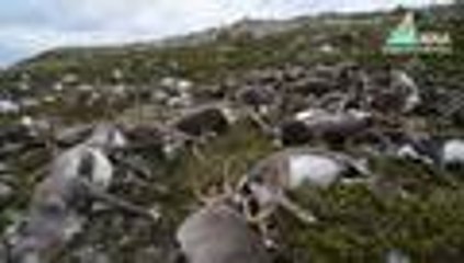 En video: 323 renos murieron en Noruega tras ser alcanzados por un rayo