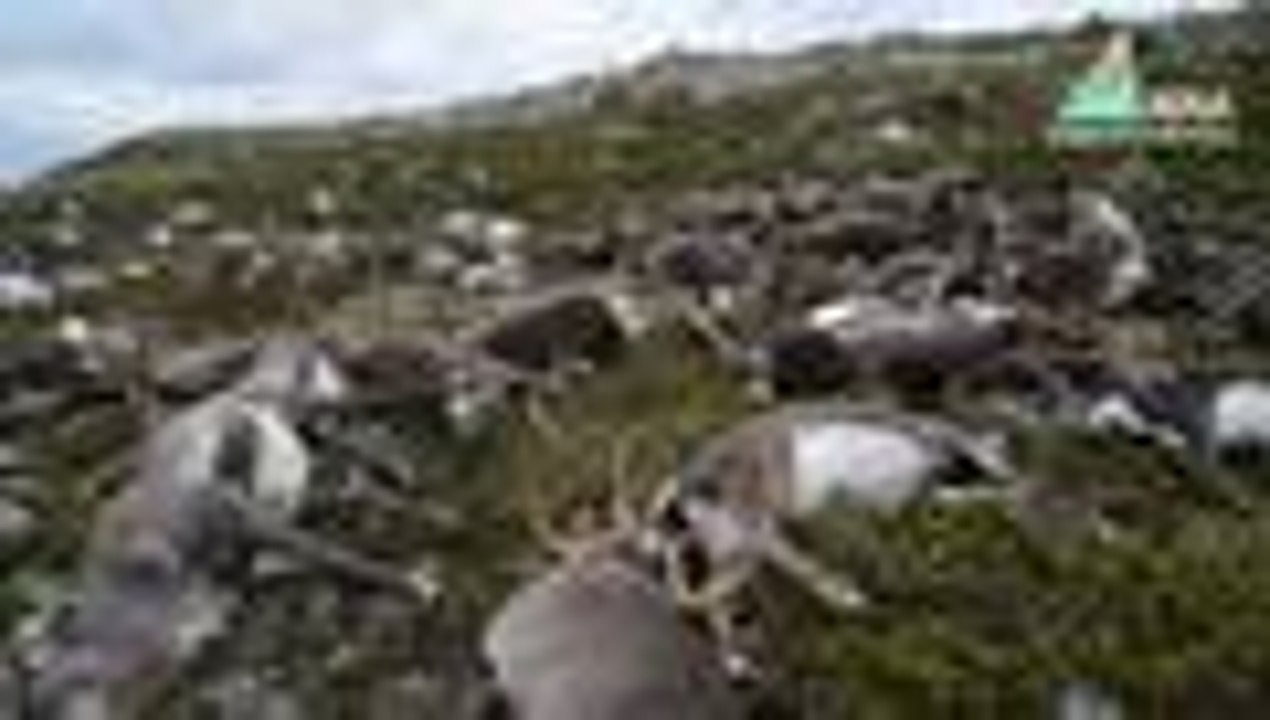 En video: 323 renos murieron en Noruega tras ser alcanzados por un rayo