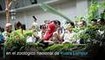 En video: pandas Liang Liang y Nuan Nuan celebran cumplea√±os en zool√≥gico de Kuala Lumpur