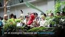 En video: pandas Liang Liang y Nuan Nuan celebran cumplea√±os en zool√≥gico de Kuala Lumpur