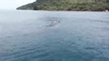 En video: así ayudan a una ballena jorobada a liberarse de una red de pesca en el Pacífico colombiano