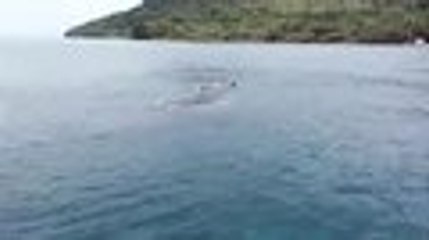En video: así ayudan a una ballena jorobada a liberarse de una red de pesca en el Pacífico colombiano