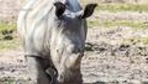 Vince, el rinoceronte que mataron en zoológico de Francia para robarle sus cuernos