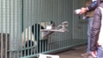 Ciudad de México, el hogar de los únicos pandas que no pertenecen a China