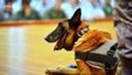 Video: 'Gandalf' se jubiló tras diez años de servicio en la Fuerza Aérea