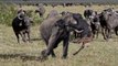 Herd Buffalo Too Angry When See Baby Was Knocked Down By Big Elephant