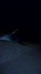 Encuentran a un le√≥n marino en la playa de Piang√ºita, en la costa Pac√≠fica del Valle