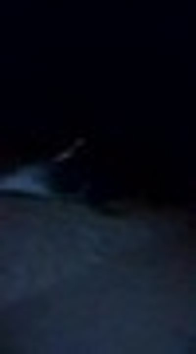 Encuentran a un león marino en la playa de Pian...