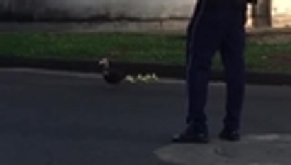 Los peatones más tiernos de Cali que detuvieron el tráfico en Ciudad Jardín