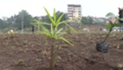 En video: Moreno anuncia plan de reforestación para "reverdecer" Ecuador