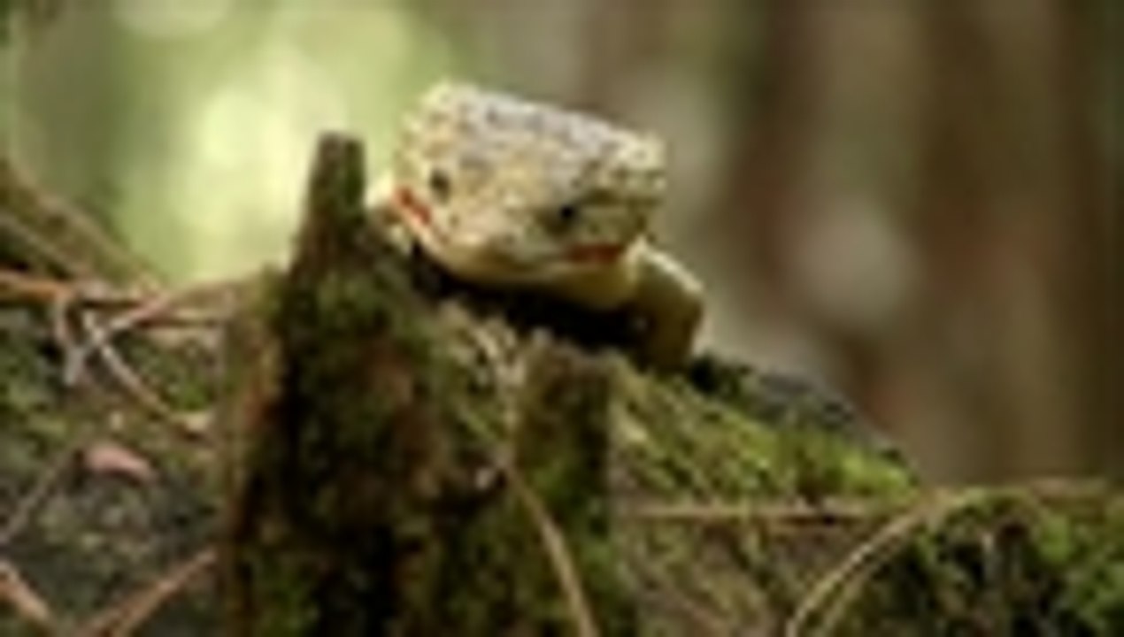 'Dragoncito de labios rojos' y otras especies que están en peligro de extinción