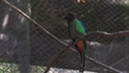 En video: ave quetzal se reproduce por primera vez en cautiverio en México