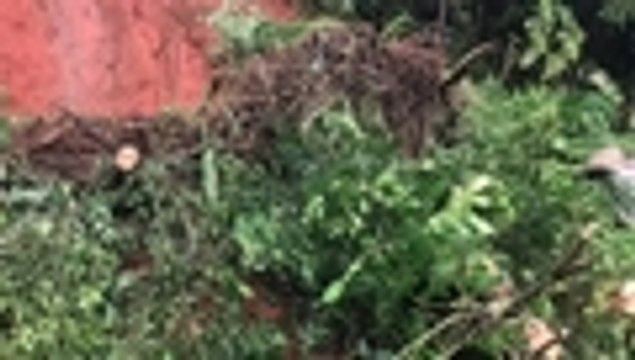 Tres viviendas resultaron afectadas en Felidia tras caída de árbol