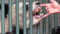 Conozca a 'Shuan Shuan', la panda mexicana que va a cumplir 31 años