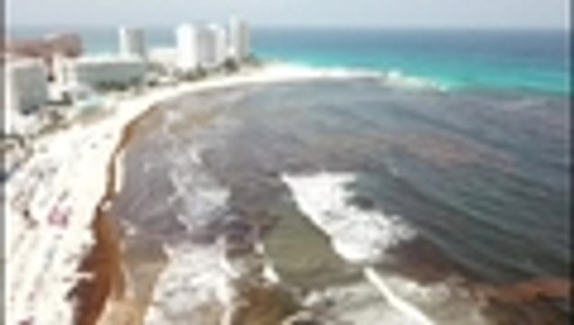 Video: buscan soluciones para 'invasión' de algas en playas de Cancún y la Riviera Maya, México
